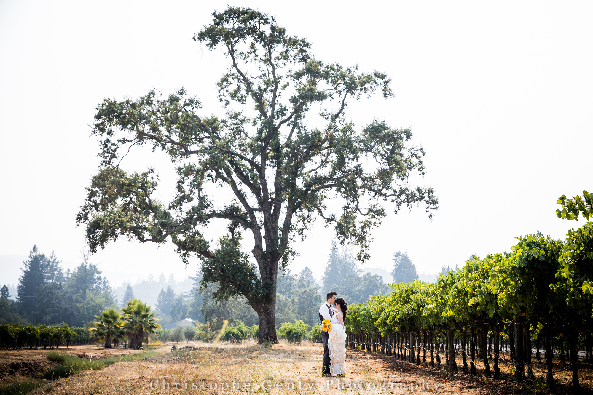 This Kenwood Ranch of Sonoma at the Kenwood Farms - Kenwood, CA - Wedding Photography image open in new tab